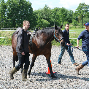 Horses for courses